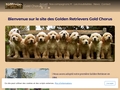 Golden Retriever Gold Chorus