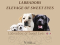 Labradors of Sweet Eyes