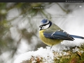 Photographies HD d'oiseaux : Oiseaux de France